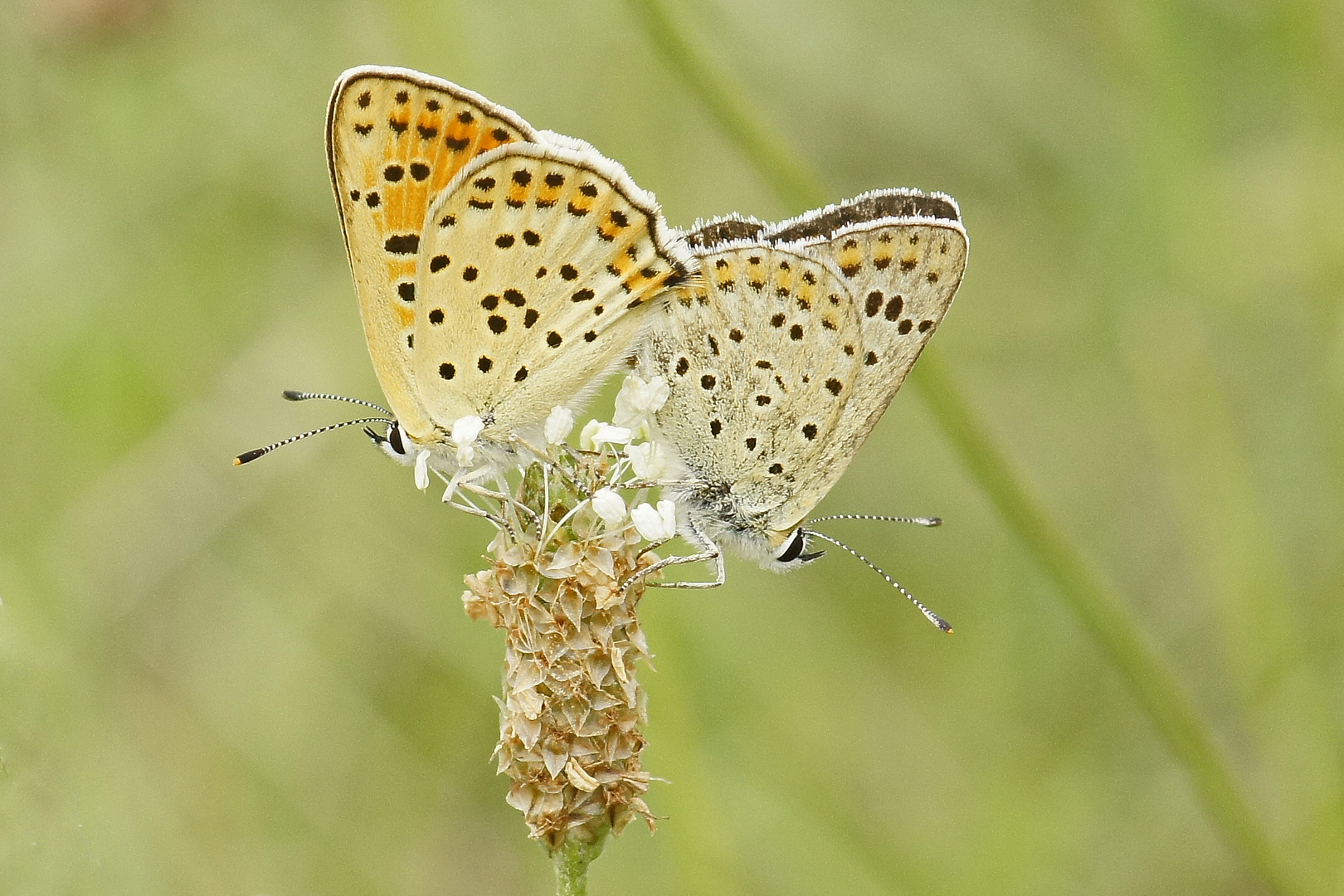 Braune Feuerfalter (Lycaena tityrus)