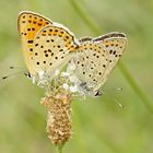 Braune Feuerfalter (Lycaena tityrus)