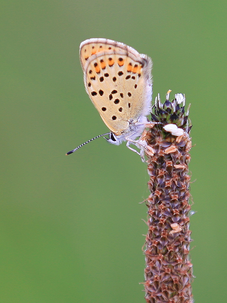 Braune Feuerfalter (Lycaena tityrus)