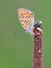 Braune Feuerfalter (Lycaena tityrus)