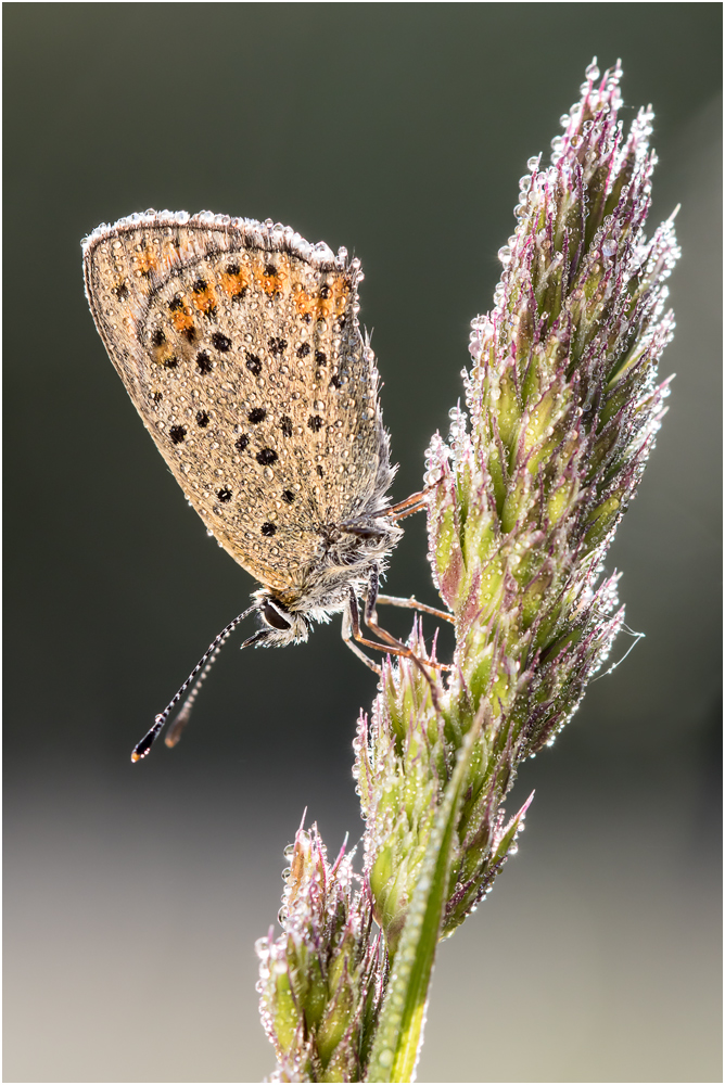 Braune Feuerfalter (Lycaena tityrus) I/15I