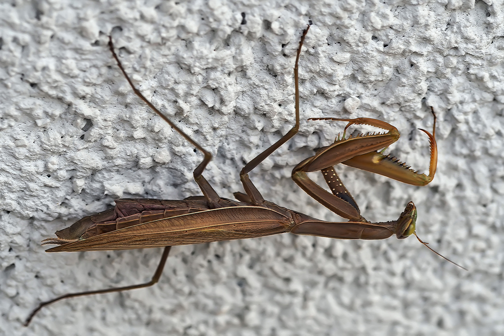 Braune Gottesanbeterin (Mantis religiosa) - La mante religieuse brune...