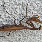 Braune Gottesanbeterin (Mantis religiosa) - La mante religieuse brune...