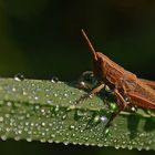 "Braune Grashüpfer (Chorthippus brunneus)"