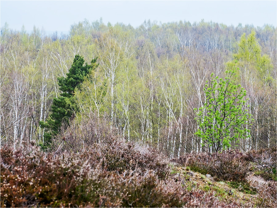 Braune Heide, frisches Grün