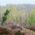 Braune Heide, frisches Grün