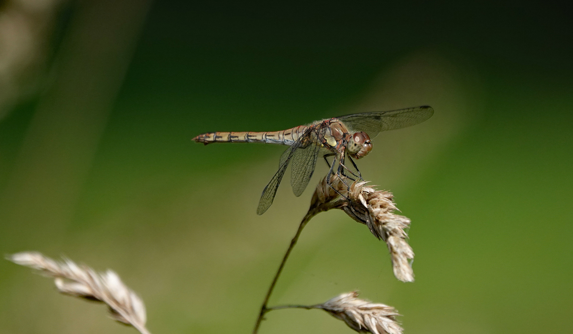 Braune Heidelibelle