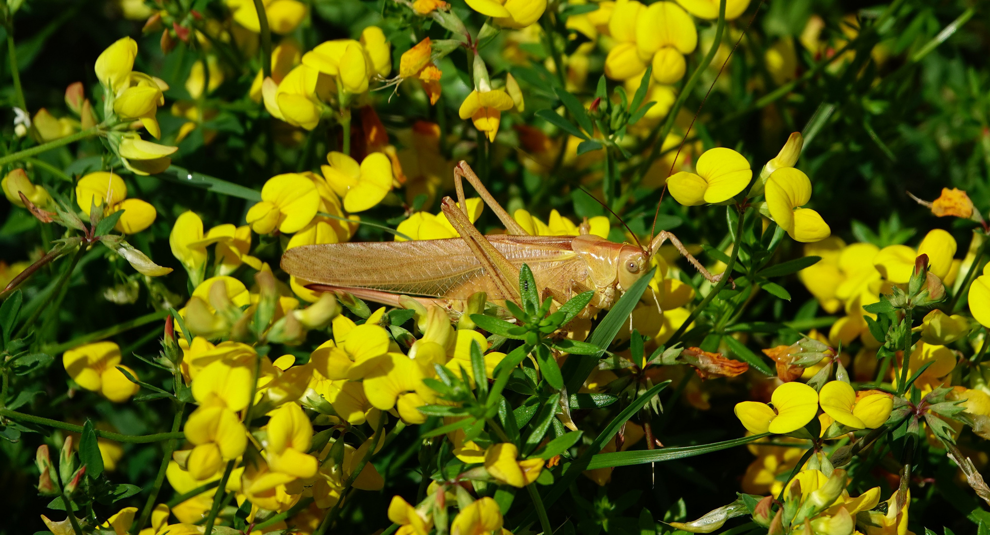 Braune Heuschrecke im Blütenmeer