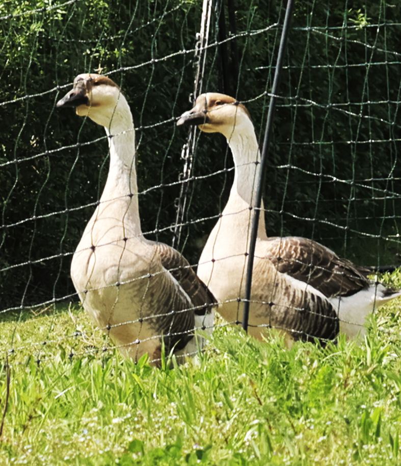 Braune Höckergänse in Hambrücken