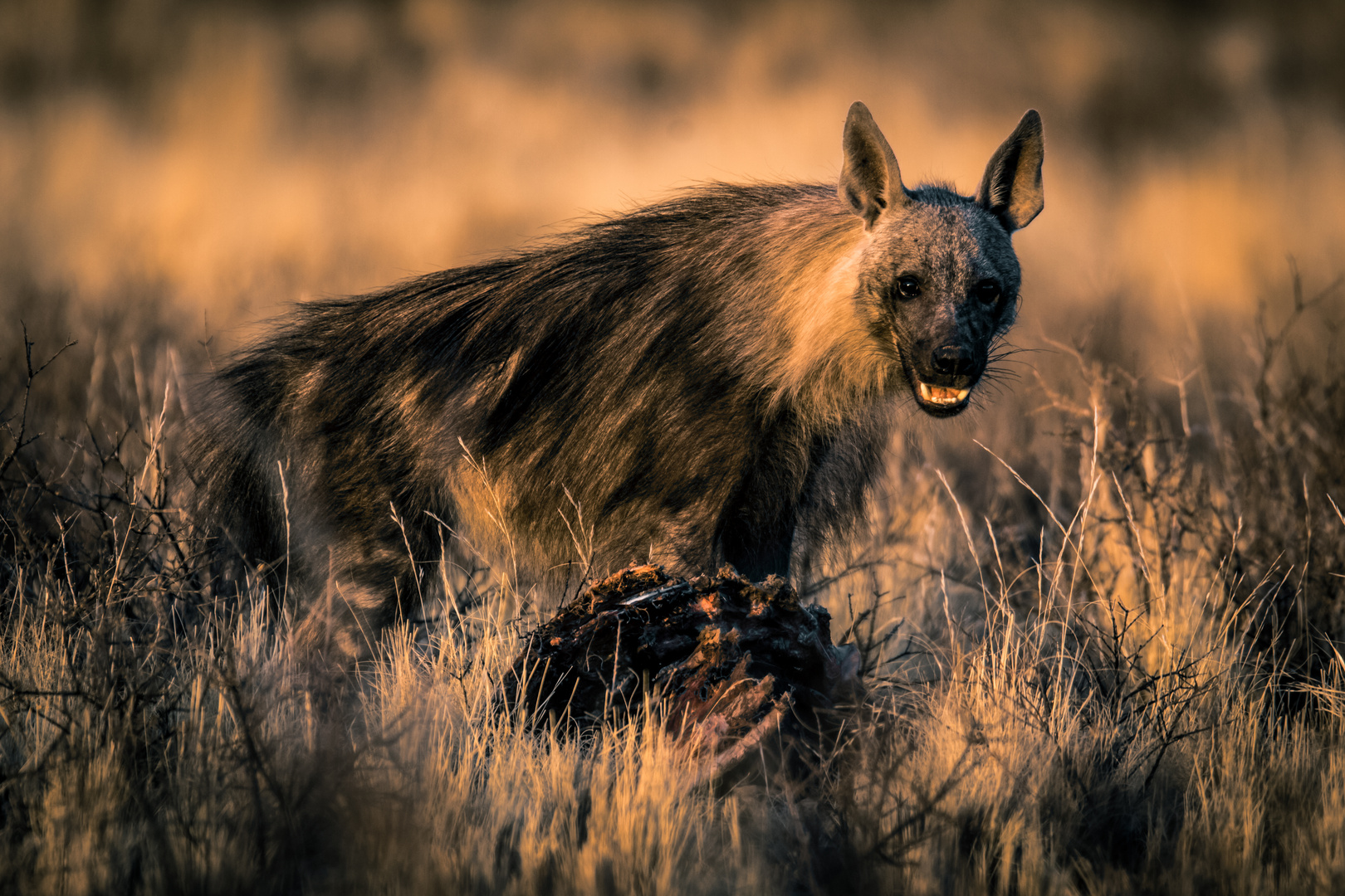 Braune Hyäne am Kadaver eines Gnus