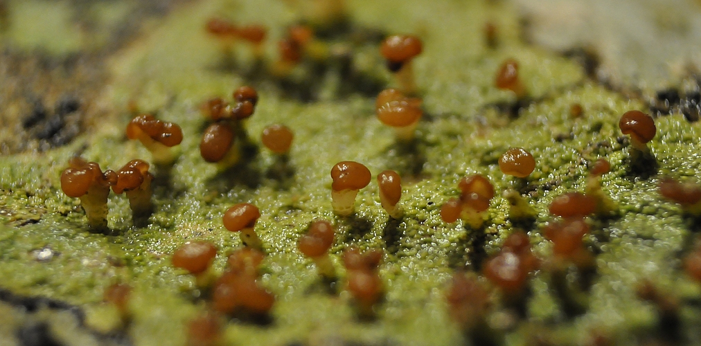 Braune Köpfchenflechte Baeomyces rufus