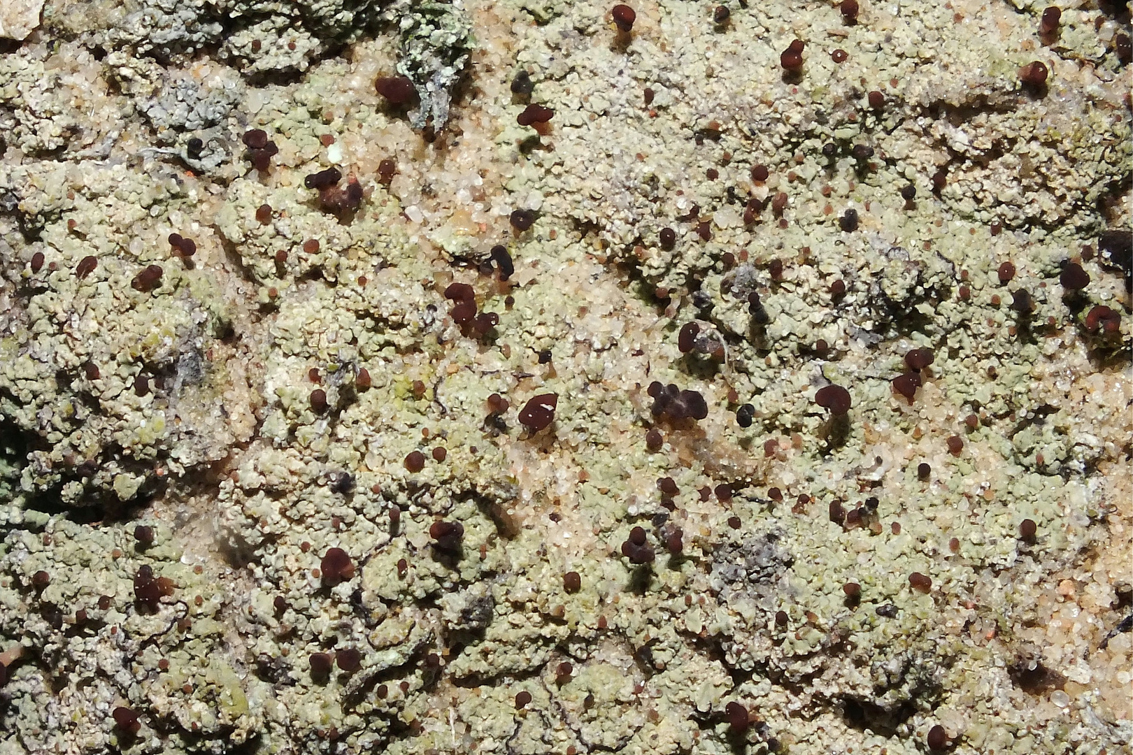 Braune Köpfchenflechte (Baeomyces rufus)