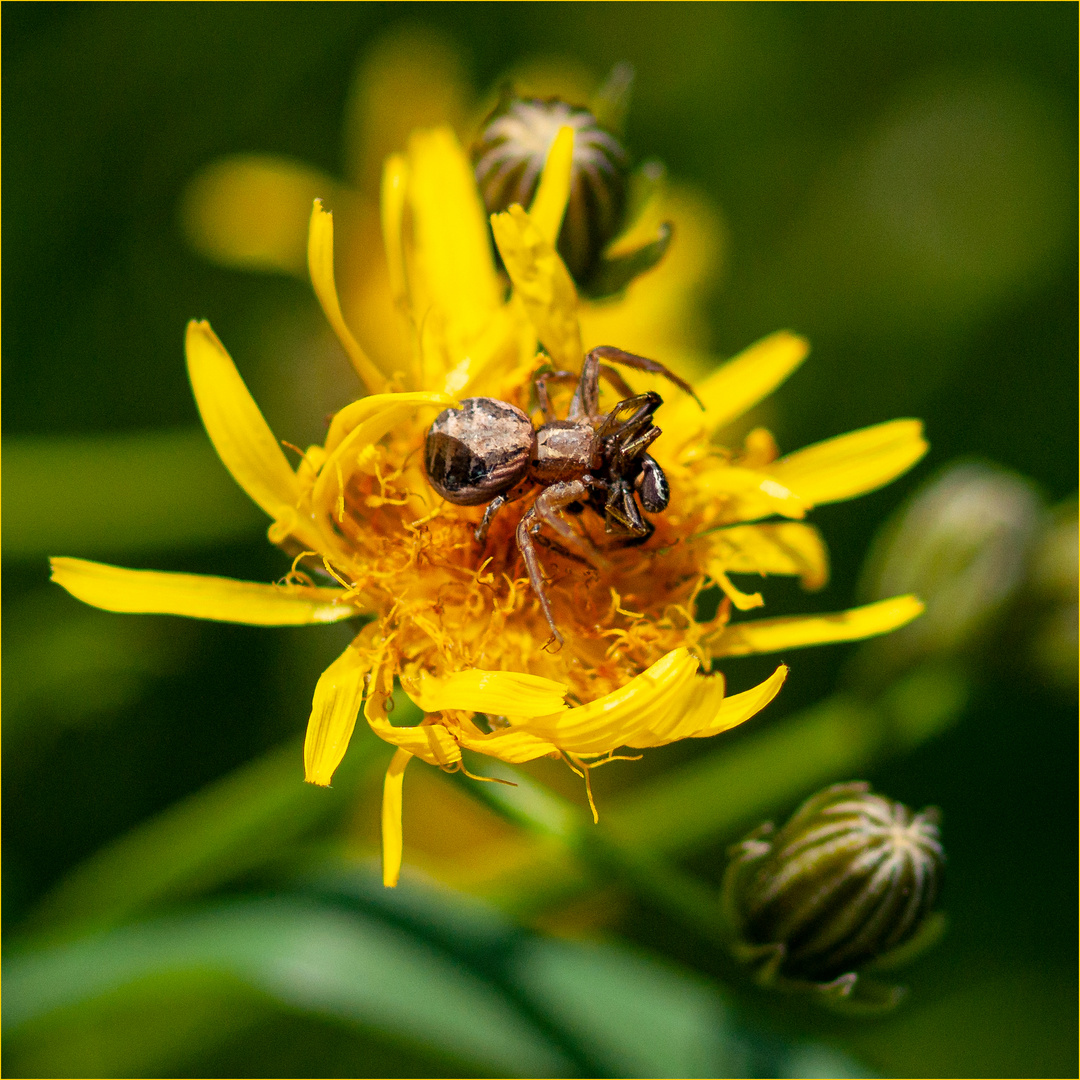 Braune Krabben- Spinne auf Wald- Habichtskraut