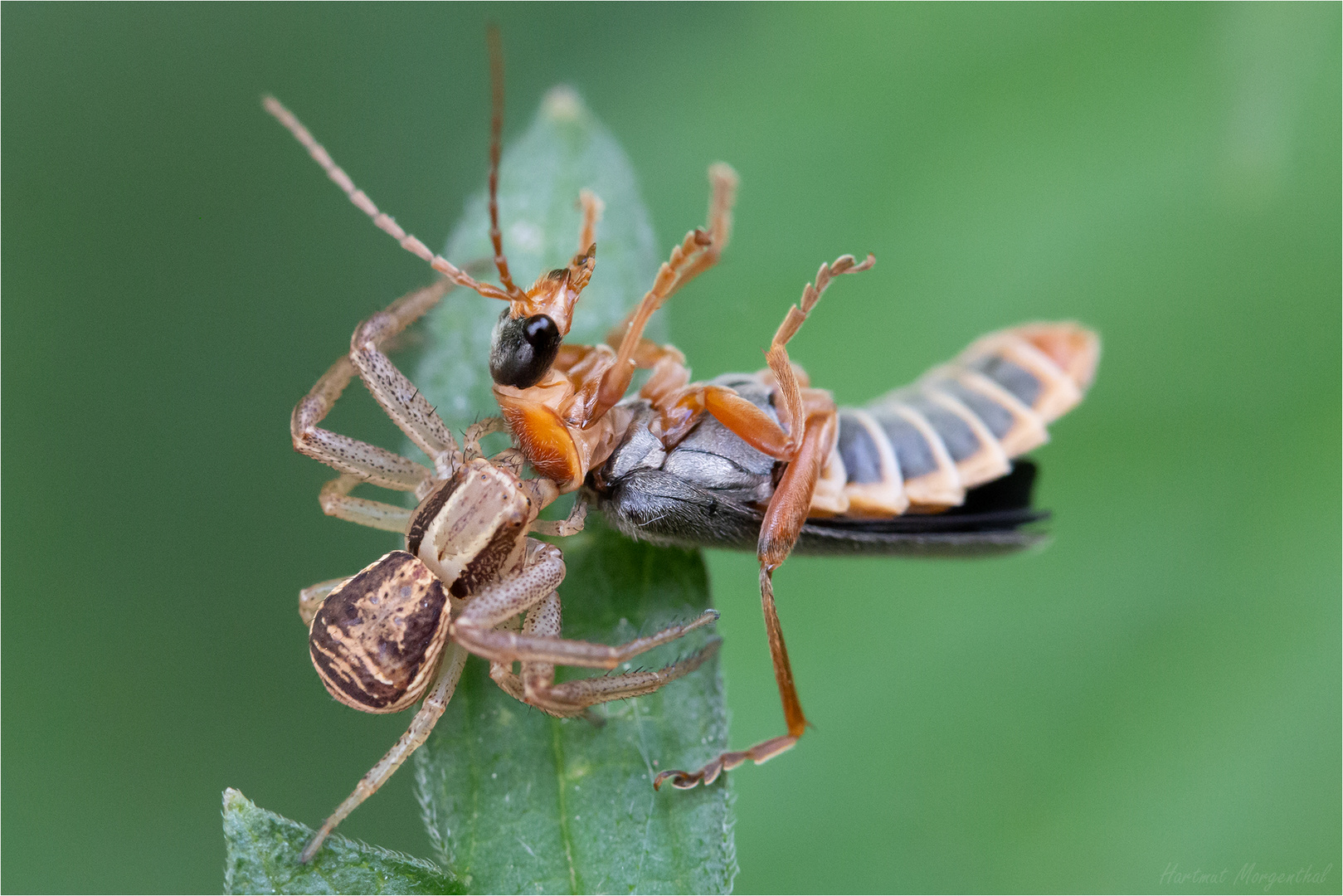 Braune Krabbenspinne