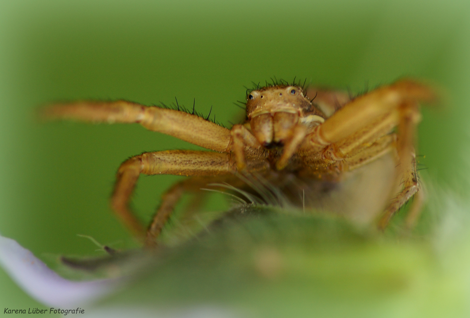 Braune Krabbenspinne