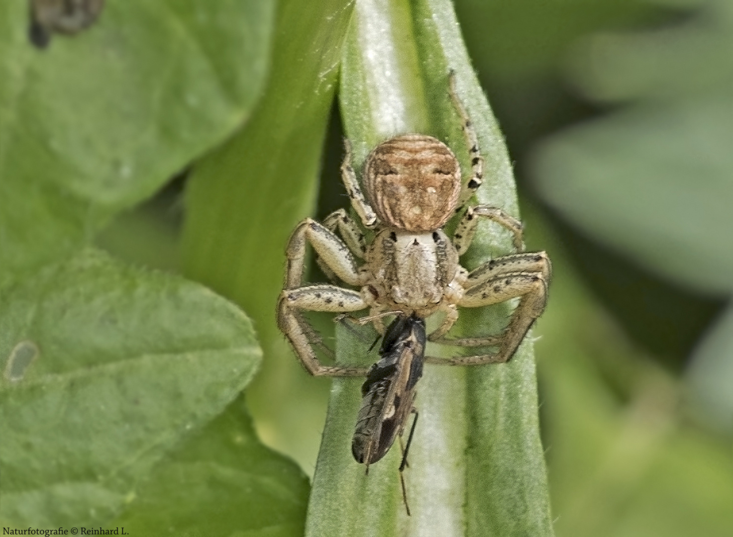   Braune Krabbenspinne