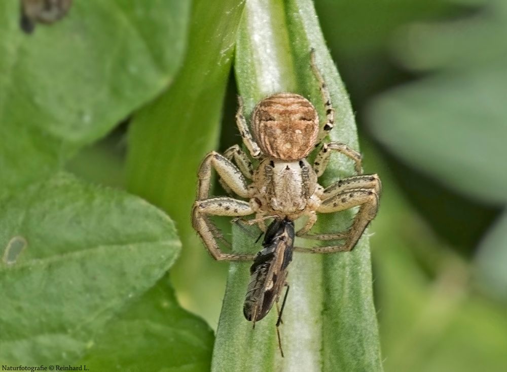   Braune Krabbenspinne