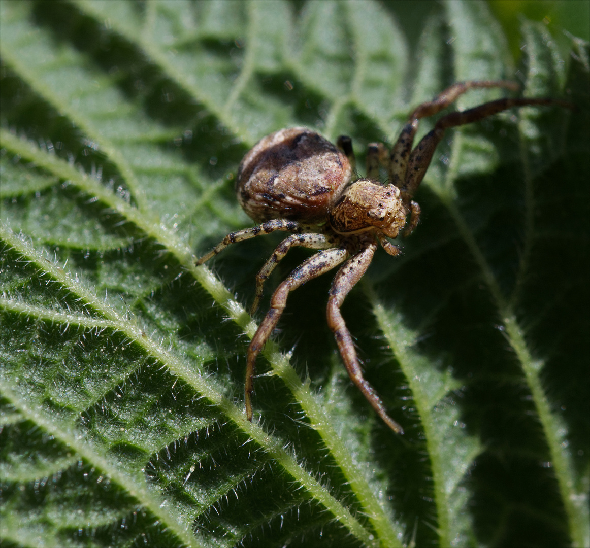 Braune Krabbenspinne