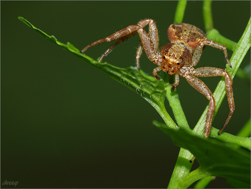 ~ Braune Krabbenspinne