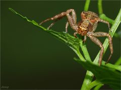 ~ Braune Krabbenspinne