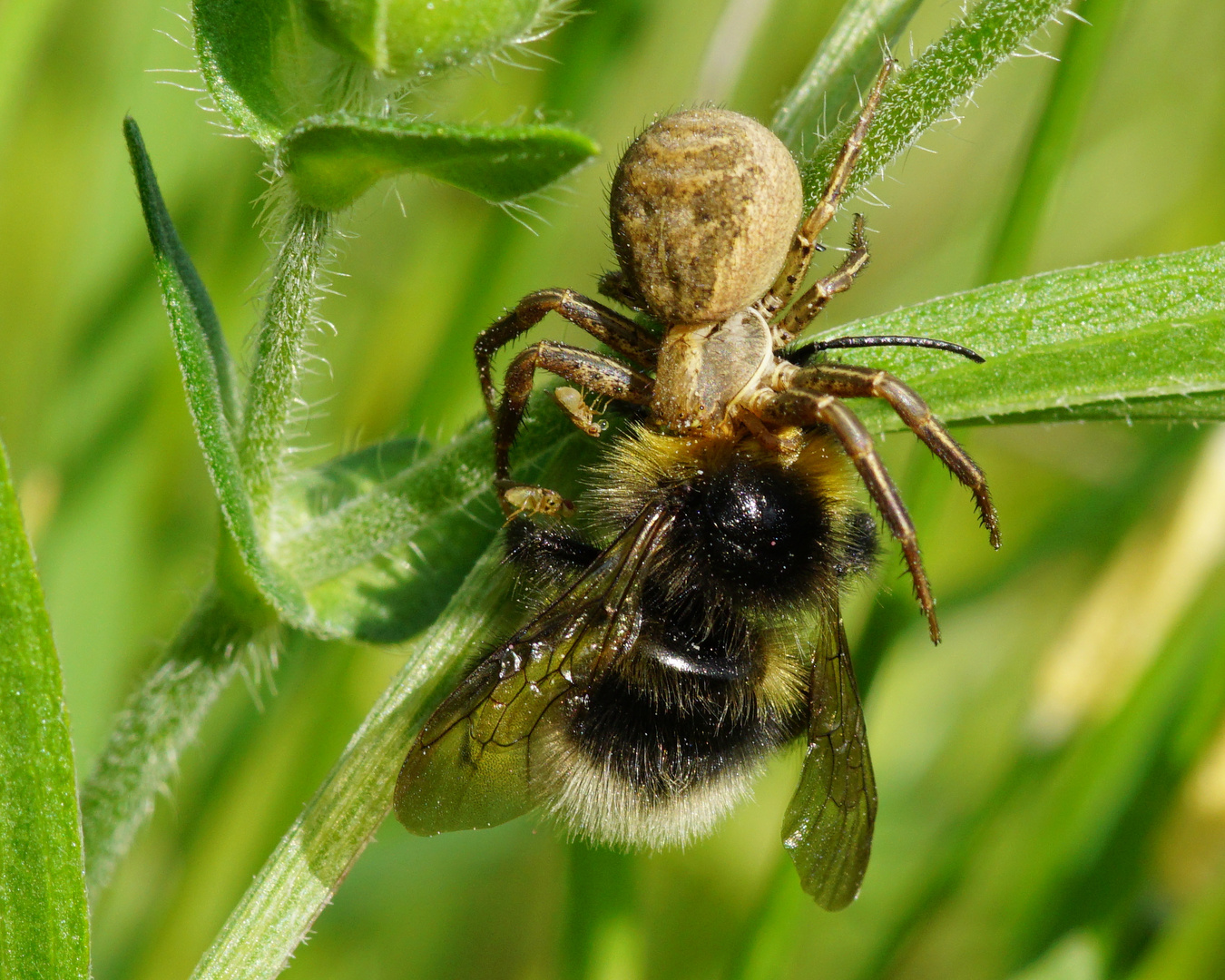 Braune Krabbenspinne