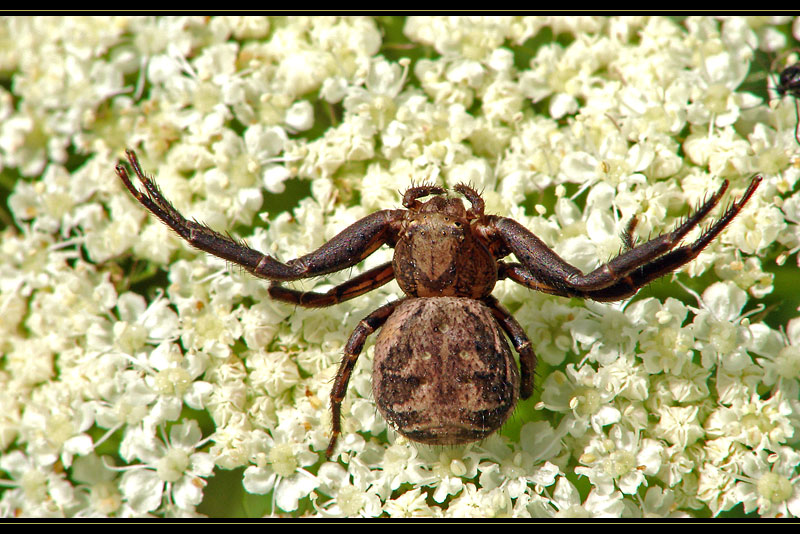 ~~~ Braune Krabbenspinne....? ~~~