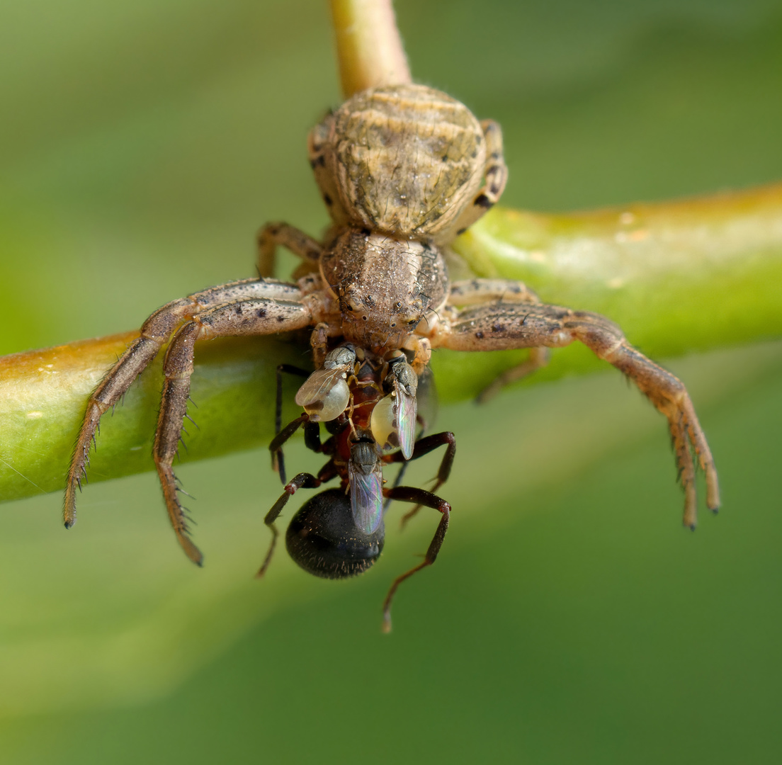  Braune Krabbenspinne oder Busch-Krabbenspinne 