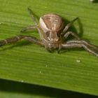 Braune Krabbenspinne wartet auf Blattlaus