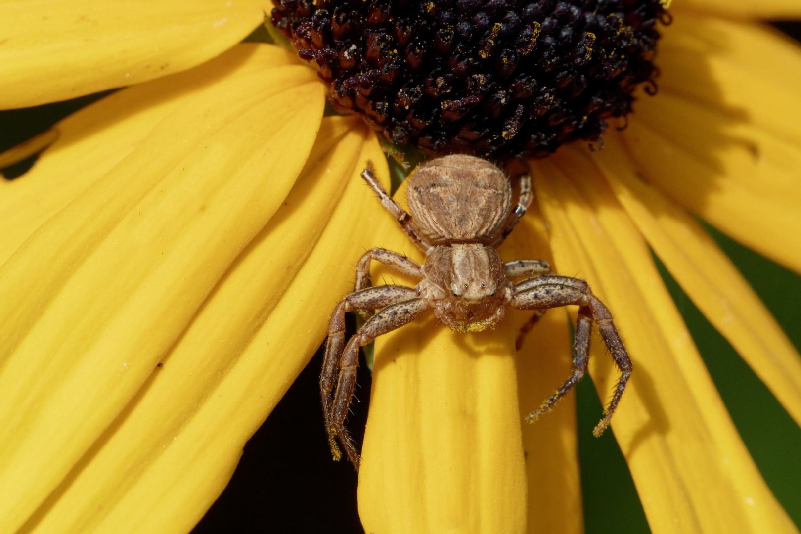 Braune Krabbenspinne (Xysticus cristatus)