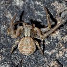 Braune Krabbenspinne (Xysticus cristatus). * - Regardez les yeux de cette minuscule araignée!