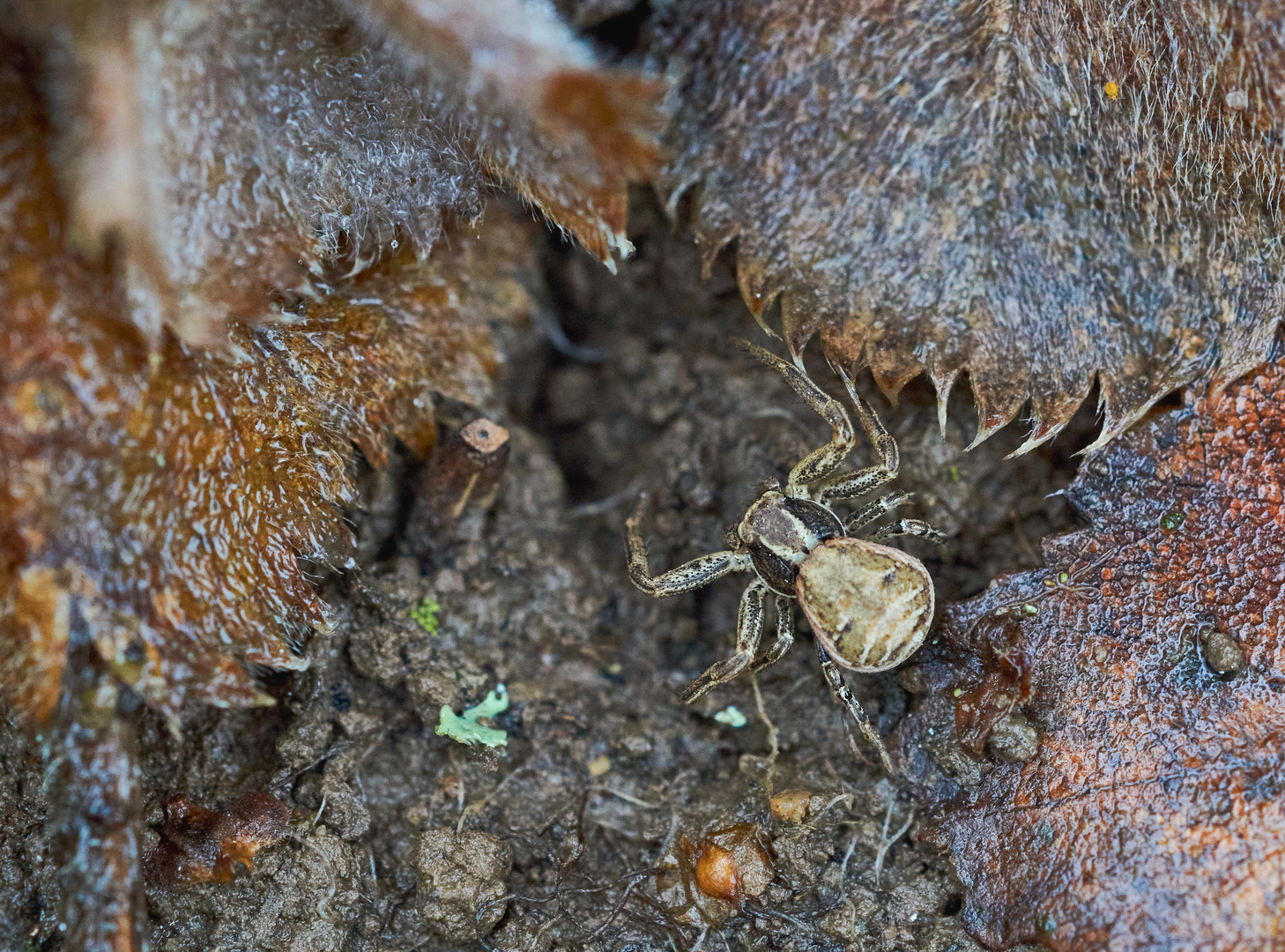 Braune Krabbenspinne (Xysticus sp.)