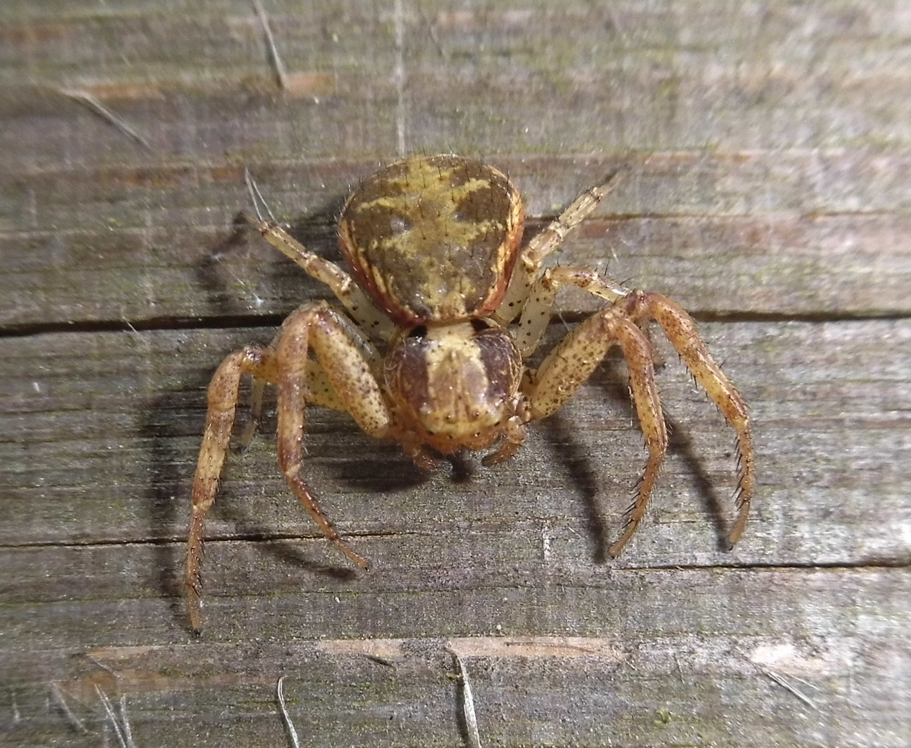 Braune Krabbenspinne (Xysticus sp.)