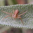 Braune Krabbenspinne (Xysticus ulmi) auf der Lauer