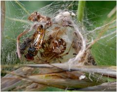 Braune Kugelspinne