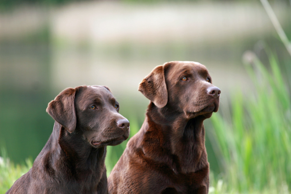 Braune Labradordhündinnen