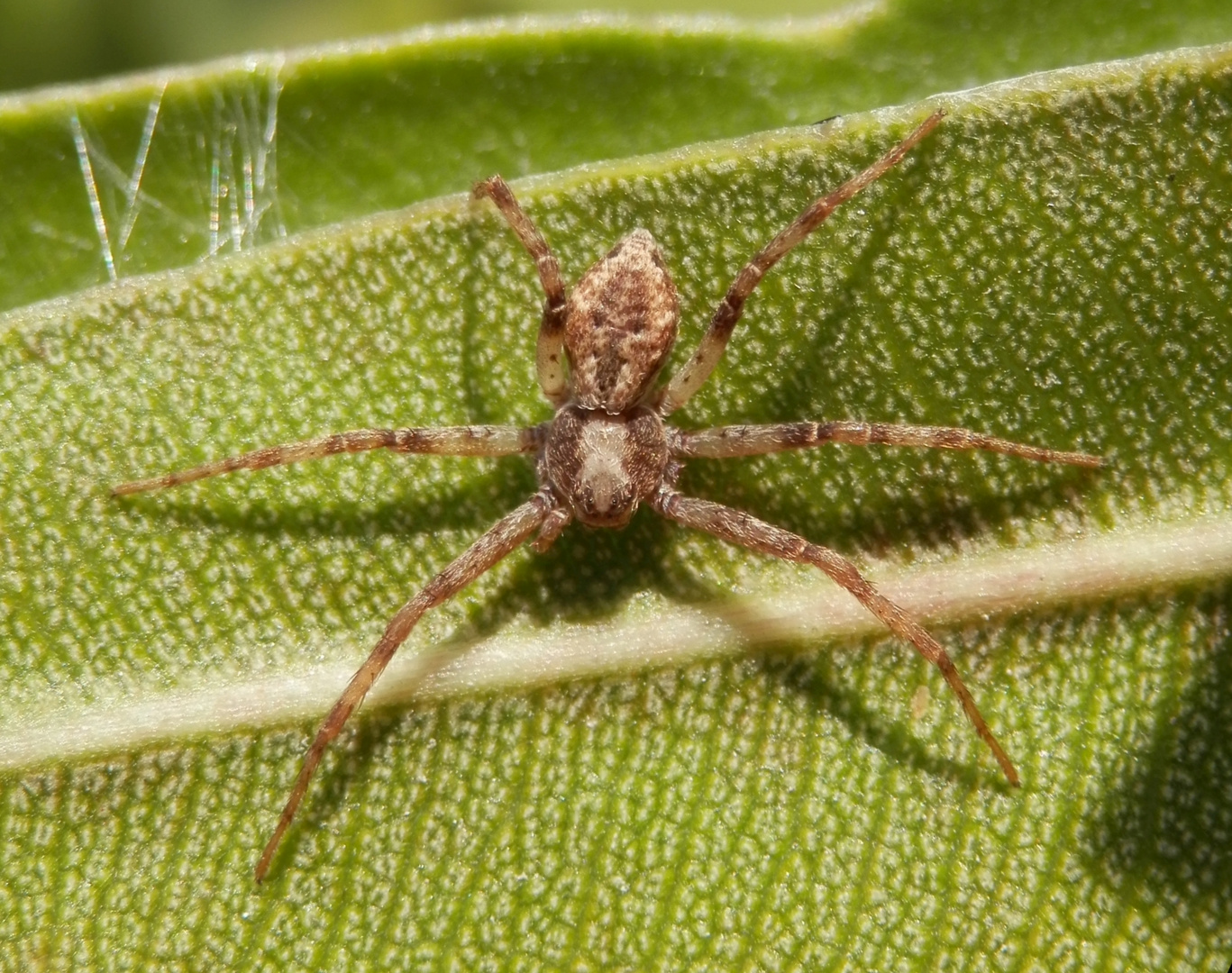 Braune Laufspinne (Philodromus cespitum) Foto & Bild tiere, wildlife