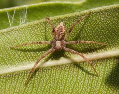 Braune Laufspinne (Philodromus cespitum)