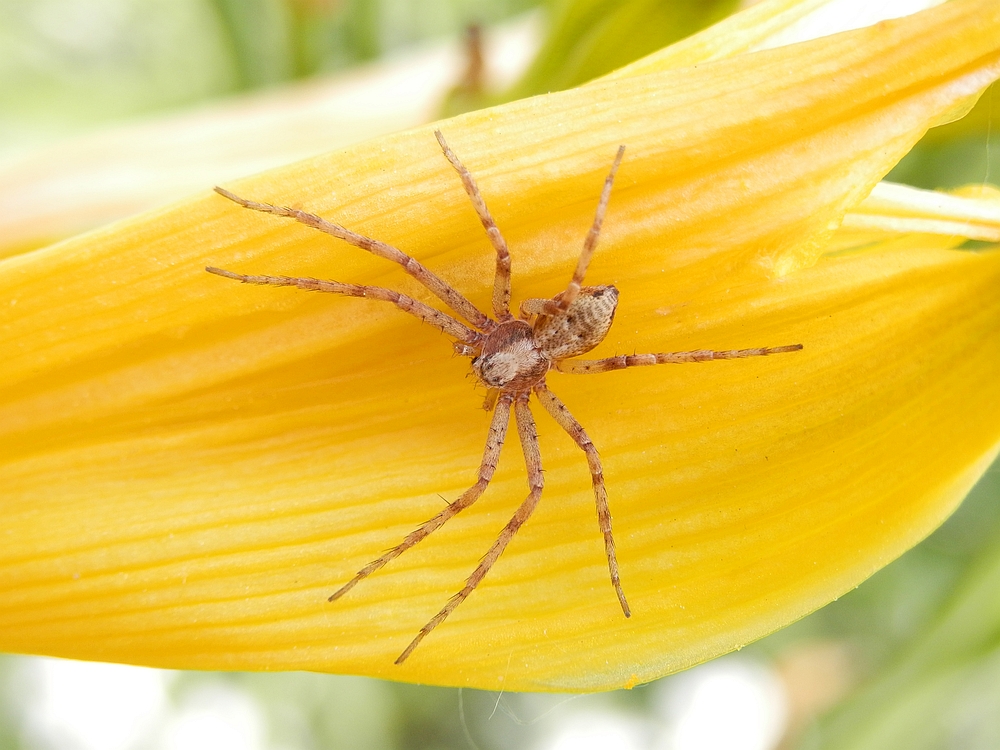 Braune Laufspinne (Philodromus cespitum) auf Taglilie