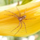 Braune Laufspinne (Philodromus cespitum) auf Taglilie