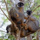 Braune Lemuren