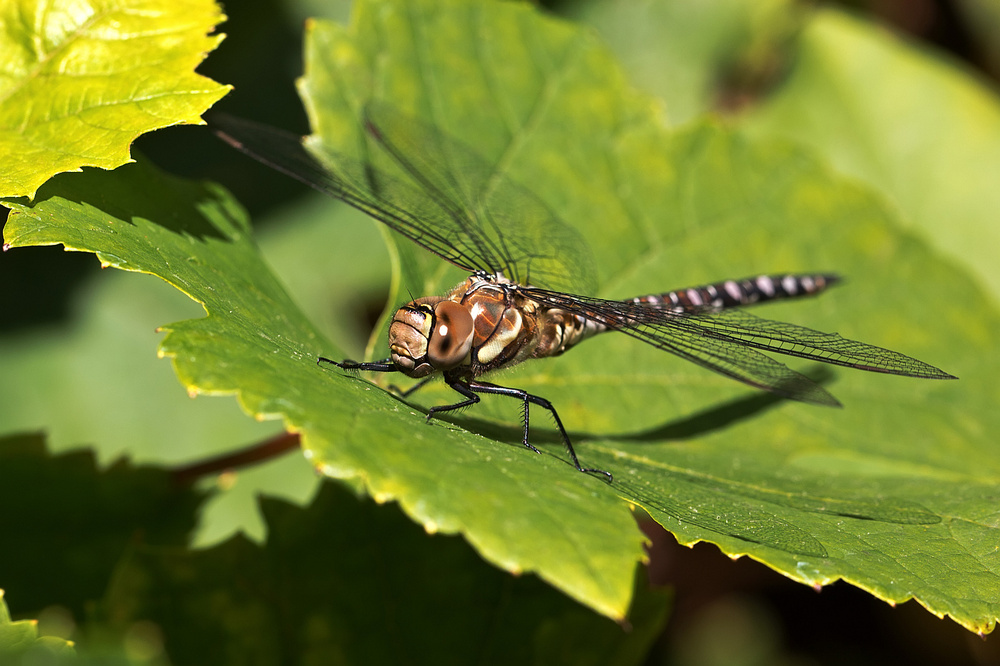 "braune Libelle......"