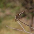 Braune Libelle kurz vorm Abflug