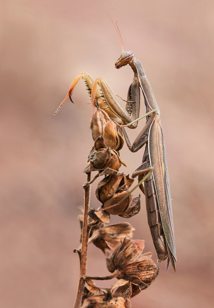 Braune Mantis 