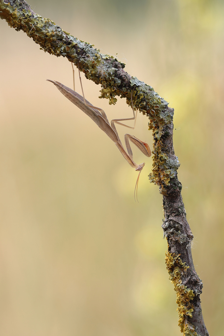 Braune Mantis