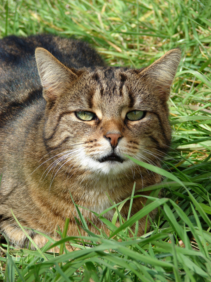 Braune Mieze in grünem Gras.