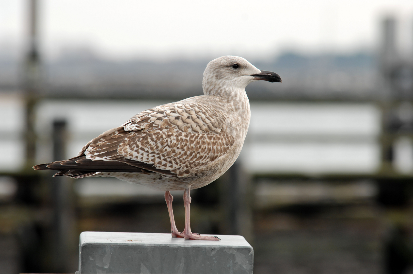 Braune Möwe