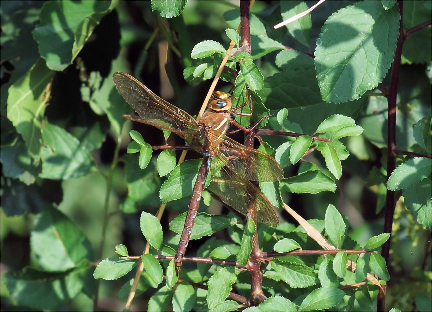 Braune Mosaikjungfer