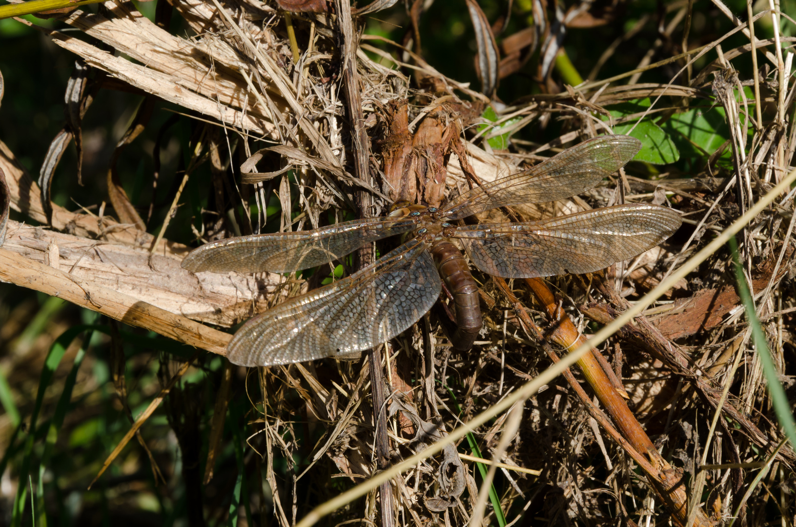 Braune Mosaikjungfer