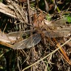 Braune Mosaikjungfer