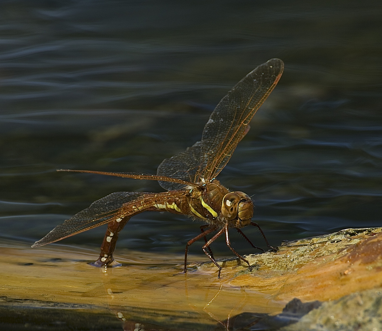 Braune Mosaikjungfer